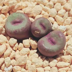 2025年最新】conophytum pageaeの人気アイテム - メルカリ