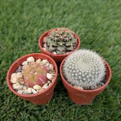 2025年最新】雪晃 サボテンの人気アイテム - メルカリ