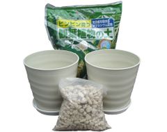 観葉植物 植え替え セット　８号 ２鉢分  アイボリー     鉢、土、鉢底石、受皿のセット