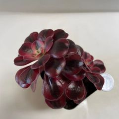 多肉植物　アエオニウム　メデューサ錦　抜き苗　根付き