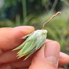 イオナンタ小型品種＊ ずんぐりコンパクト＊ チランジア イオナンタ エナノ Tillandsia ionantha Enano＊エアプランツ＠フラワーショップ江口