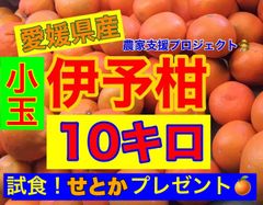 残りわずか！伊予柑小玉10キロ  せとか入り