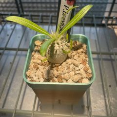 恵比寿笑い ブレビカウレ レウコキサンツム 実生 パキポディウム 恵比寿笑い ブレビカウレ レウコキサンツム 実生7