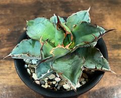 Agave Titanota Black&Blue/アガベ チタノタ ブラック&ブルー 発根済み 送料込み