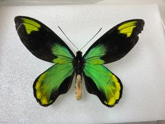 蝶の標本★ガダルカナル島産ビクトリアトリバネアゲハ♂
