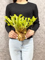 Keba様専用　コルク付け　輸入直後!!【 Mサイズ】A36  ▽P.ridleyi Wild from Central Borneo ▽ リドレー　リドレイ【PLANET】ビカクシダ