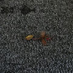 Item thumbnail for item c0616459-0593-4c77-a74e-f2adda9a9636