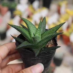 S級極美株❗粒葉密集大株‼️ケラリアピグマエア - メルカリ