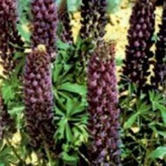 【花の種】ルピナス　ギャラリーブルー　紫　ムラサキ系　２０粒　コンパクトサイズ