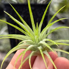 チランジア キューティーパイ Tillandsia Cutie Pie | Shop at Mercari