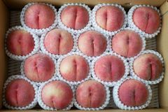 クール便　秀品　川中島白桃５ｋｇ　１６玉　８月２０日前後〜出荷　長野県産桃 　地元JA選果【配送先：東北～関西地域】