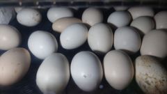 【有精卵】烏骨鶏卵6個