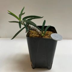 多肉植物　ユーフォルビア　キリンドリフオニア(レア)  抜き苗　根付き