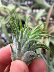 【ネコポス】チランジア イオナンタ ピーチ（from Jerry Domingo）Tillandsia ionantha ‘Peach’ from Jerry Domingo キンクマ農園☆T0094