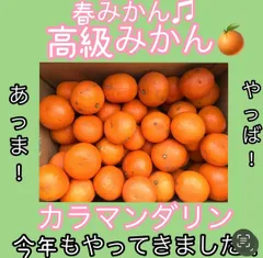 2023年最新】みかんの人気アイテム - メルカリ 2023年最新】みかんの人気アイテム - メルカリ