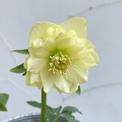 クリスマスローズ　開花株　3.5号ラベル苗　【個体番号A-15】
