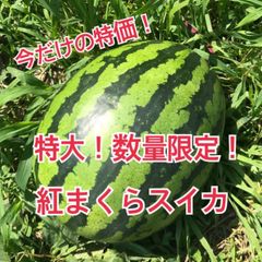 説明必読※ 最終！限定！訳ありきみかメロン25 6.3キロ3玉 - メルカリ