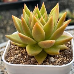 チョコレート錦　抜き苗 楽天市場】多肉植物 チョコレート錦 2.5号サイズ 苗 タニクショクブツ