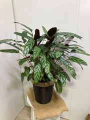クテナンテ・セトサ　　6号　スタイリッシュ　観葉植物　インテリア　グリーン　リビング　庭　ガーデニング　キレイ　屋内　屋外