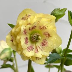 クリスマスローズ　開花株　4号ラベル苗【個体番号B-6】※メルカリ便発送