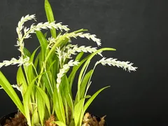 ★洋蘭★原種★山野草★Coel. lucbanensis★セロジネ ルクバネンシス★水大好き★テラリウム★ミニ品種★強健品種★初心者オススメ★9-14のサムネイル