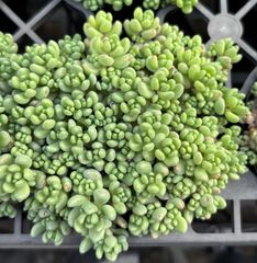 パープルヘイズ　セダム　2.5号　多肉植物