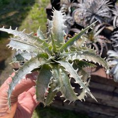 Dyckia hybrid seedling ディッキア ハイブリッド 国内実生