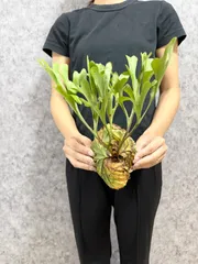 ridleyi リドレイ板付　NO.316 2025.6/17〜】板付ビカクシダ P. ridleyi dwarf | IMAMA