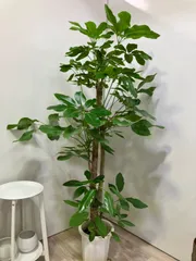 2025年最新】ブラッサイアの人気アイテム - メルカリ