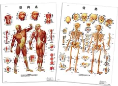 XB71 人体模型 3B Scientific キャスター付 骨格 医学 /M9 人体骨格模型(脊柱可動型) A15N