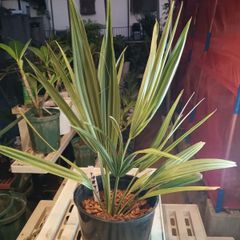 プルメリア花苑シンガポールホワイト専門店 - メルカリShops