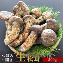 生松茸 開き 半開き ミックス 生鮮松茸 500g ホール フレッシュ