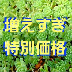 【特別価格】多肉植物セダム　タイトゴメ50カット【育成説明書】