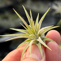 チランジア イオナンタ ロシータ×マグヌシアーナ Tillandsia ionantha Rosita × Tillandsia magnusiana＊エアプランツ＠フラワーショップ江口