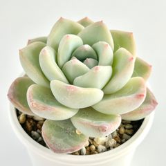 【多肉植物】エケベリア・アマビレ　Echeveria 'Amabile'
