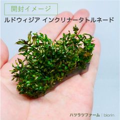 （１袋）（組織培養）ルドウィジア インクリナータ トルネード