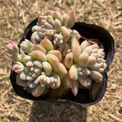 プロリフィカ　抜き苗　多肉植物　モフ多肉　セダム