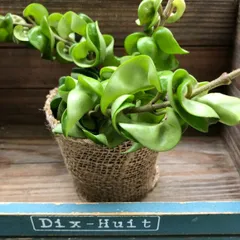 ホヤ アルゲンティアプリンセス【現品・タグ付・鉢付・メルカリ便】サクララン 専用】ホヤ アルゲンティアプリンセス【現品・タグ付鉢付・メルカリ便