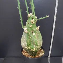 2025年最新】アデニア グロボーサの人気アイテム - メルカリ