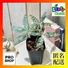 2025年最新】斑入りパキラの人気アイテム - メルカリ