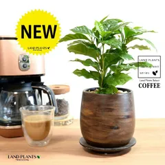 コーヒーの木　苗　観葉植物　コーヒーノキ 楽天市場】コーヒーの木 5号ポット苗 : 苗木部 by 花ひろば