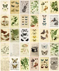 ［ドナリー］おしゃれで可愛い ポストカード 30枚セット はがきサイズ 北欧 韓国 海外 インテリア 雑貨 ミニポスター (博物画)