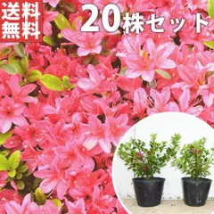 2025年最新】久留米つつじの人気アイテム - メルカリ
