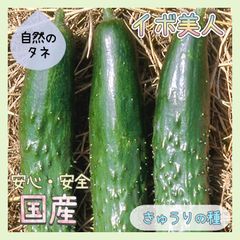 【国内育成・採取】 イボ美人 家庭菜園 種 タネ きゅうり 野菜 胡瓜
