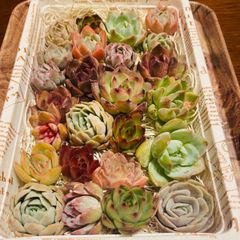 多肉植物　寄せ植えカット苗❣️①