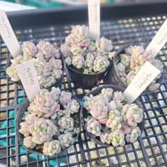 ☆ペレスデラロサエ　ピンクエッジ☆ポットごと発送　多肉植物