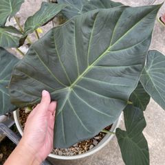 yUnYToXtmbqu3ifTaYLoNV.jpg@jpg