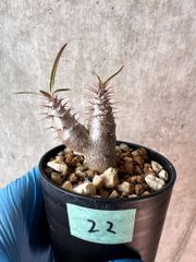 【現品限り】パキポディウム・グラキリス【A22】 Pachypodium gracilius【植物】塊根植物 夏型 コーデックス