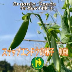 スナップエンドウ（固定種）の種  40粒　無農薬無化学肥料栽培の種子
