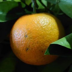 橙  3kg 生牡蠣 酢ナマコ用 鍋 ポン酢 ドレッシングなど